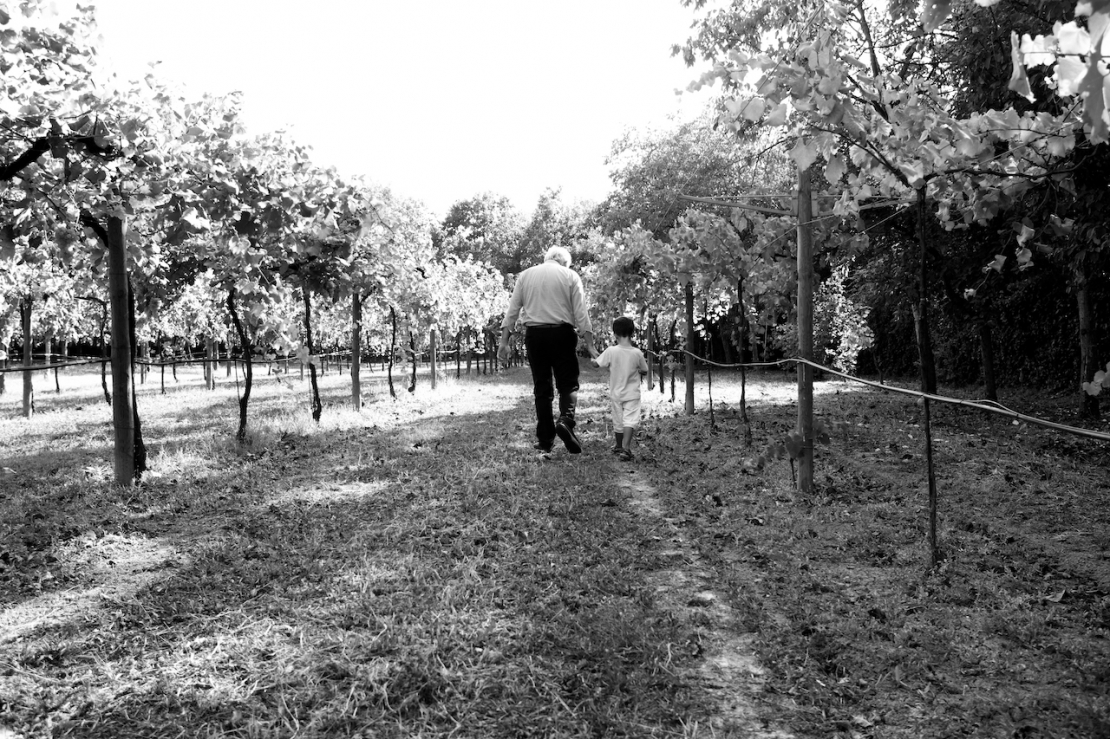 E' tempo di vendemmia