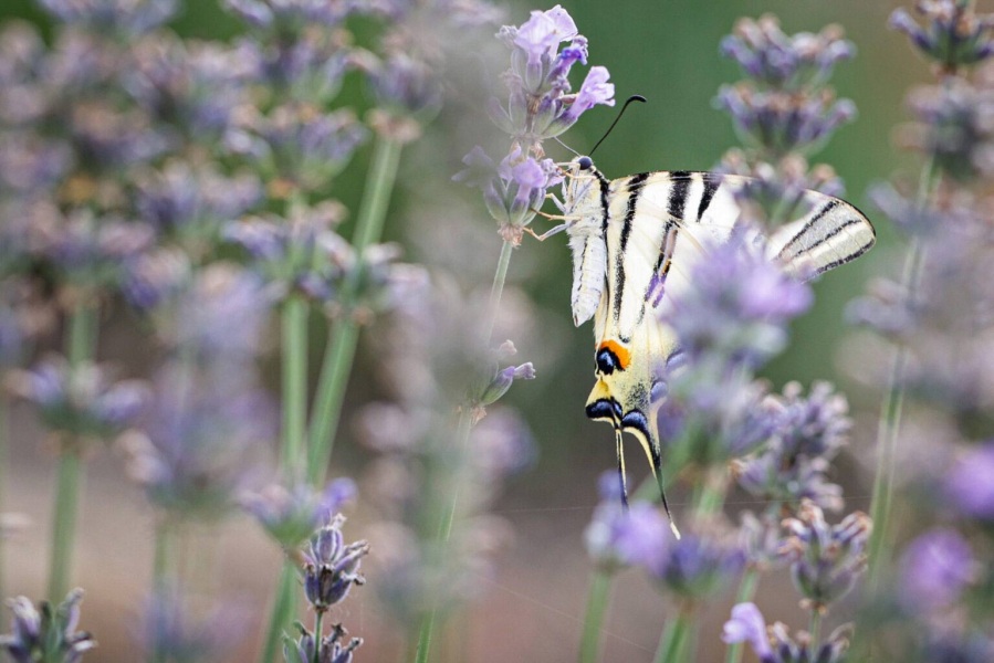 4 ettari di terreno per la coltivazione della Lavanda di Modena&reg;