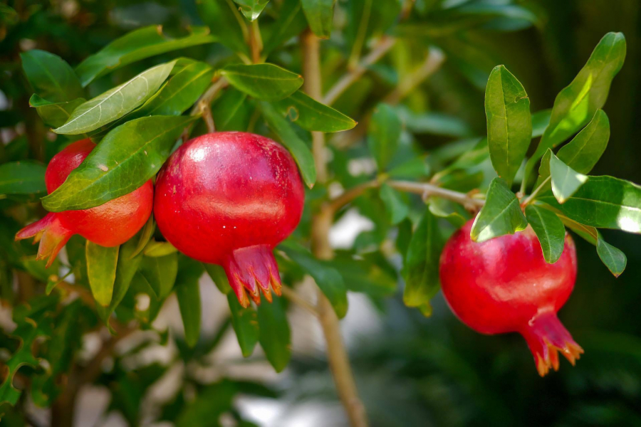 300 piante di Melograno per la produzione di Succo di Melograno