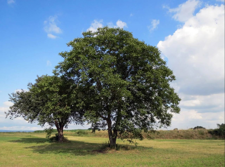 150 alberi di Noce per la produzione di Nocino