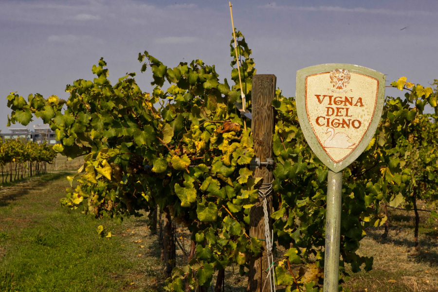 La Tenuta del Cigno